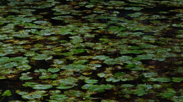 Water lilies in the Lobos River. Lobos River Canyon Natural Park, Burgo de Osma region, Soria, Castile and Le&oacute;n, Spain, Europe