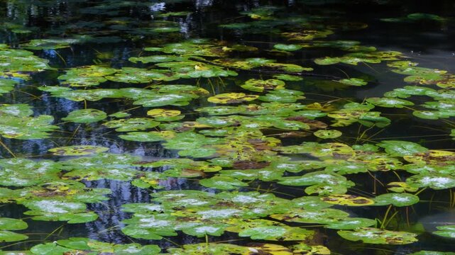 Water lilies in the Lobos River. Lobos River Canyon Natural Park, Burgo de Osma region, Soria, Castile and Le&oacute;n, Spain, Europe
