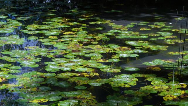 Water lilies in the Lobos River. Lobos River Canyon Natural Park, Burgo de Osma region, Soria, Castile and Le&oacute;n, Spain, Europe