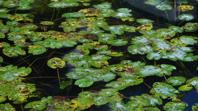 Water lilies in the Lobos River. Lobos River Canyon Natural Park, Burgo de Osma region, Soria, Castile and Le&oacute;n, Spain, Europe