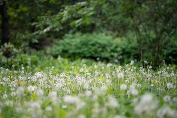 Abandoned park meadow covered with blooming wild Dandelions natural invading widespread plant, common Taraxacum officinale flowering plant weed grows on wasted urban lawns and gardens across city. © DimaBerlin