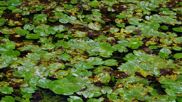 Water lilies in the Lobos River. Lobos River Canyon Natural Park, Burgo de Osma region, Soria, Castile and Le&oacute;n, Spain, Europe
