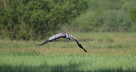 Żuraw zwyczajny lecący nisko nad zieloną łąką, widok od tyłu. (Grus grus) © Joanna