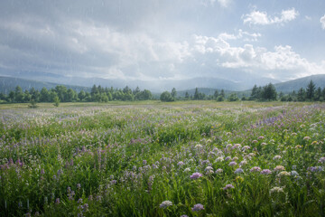 Obraz premium Realistic Spring Nature Photo of Blooming Field Soft Rain