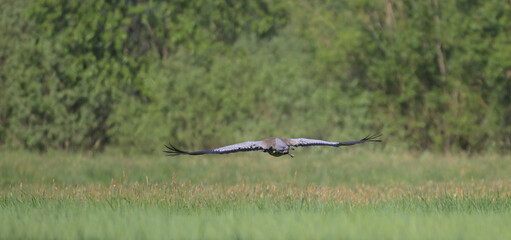 Żuraw zwyczajny lecący nisko nad zieloną łąką, widok od tyłu. (Grus grus) © Joanna