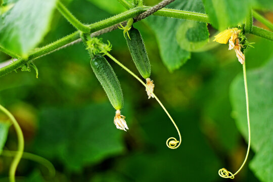 Two green cucumber.