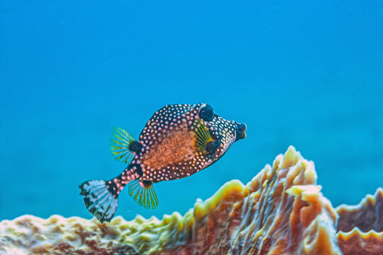 smooth trunkfish,(Lactophrys triqueter. marine, boxfish