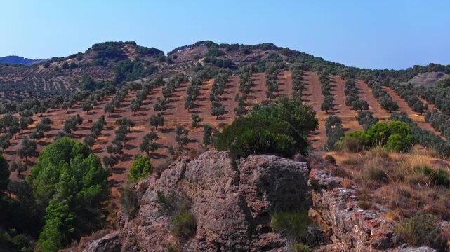 Drone footage ascending with 7x telephoto compression past a limestone boulder, lifting to expose endless terraced olive rows blanketing a sun-baked hillside to the ridgeline above.