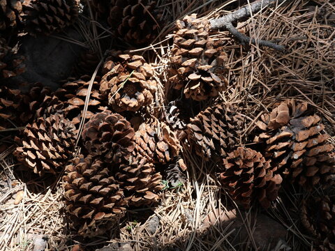 Ponderosa Pine Cones Covering the Forest Floor Along Mallory Cave Trail in Boulder Colorado