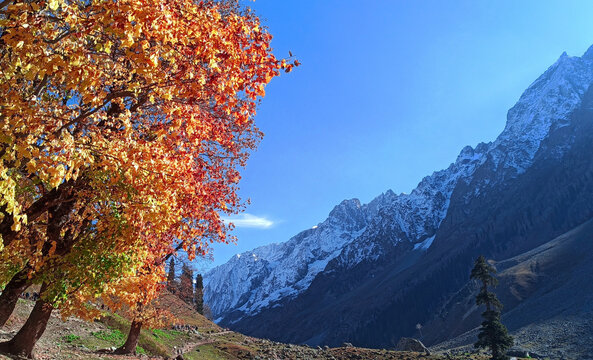 Autumn leaves remind us that change can be beautiful.