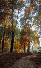 Fototapeta premium Autumn whispers through falling leaves and fading light.