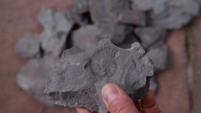 A hand lifts a slab of shale up from the pile, the ammonite fossil rising into sharp focus. The moment of discovery revealed after fossil hunting in Holzmaden, Germany &ndash; a 180 million year old find.
