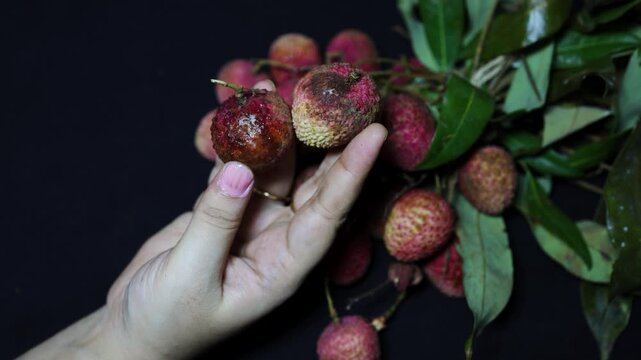 close up of rotten lychee with fungal growth highlighting fruit deterioration