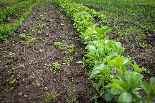 Young Broad Bean Plants Growing in Organized Garden Rows