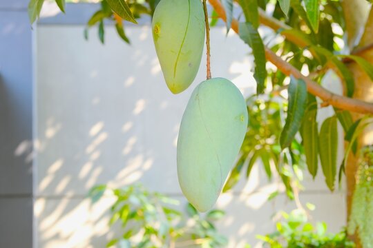 Unripe Mangoes , Mangifera indica, edible stone fruit, hanging from a tree branch in the garden. Mangga muda