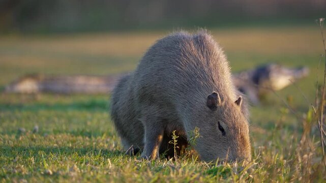 A capybara grazes peacefully on grass while a caiman rests in the background. Ideal for wildlife documentaries or educational content.