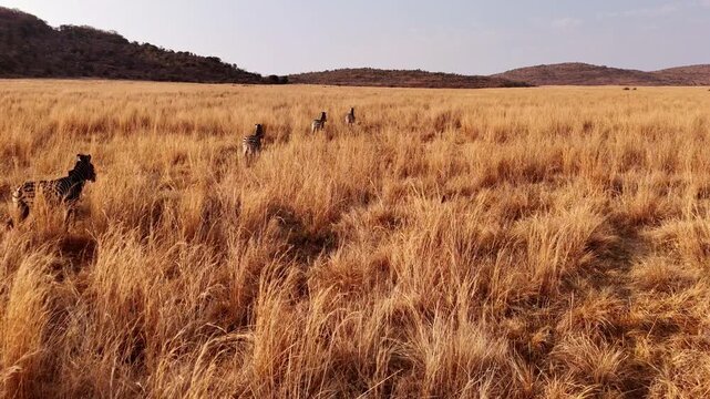 Sunset slomo aerial view over tall dry grasses of zebra herd jogging over field