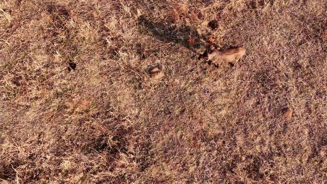 Top drone view over lone relaxed warthog with long shadow walking over dry field