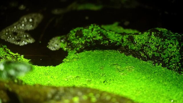A pool of water in a jungle overgrown with vivid greed moss and lichen