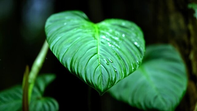 Detail shot of a vivid green, topical leaf with a dark background