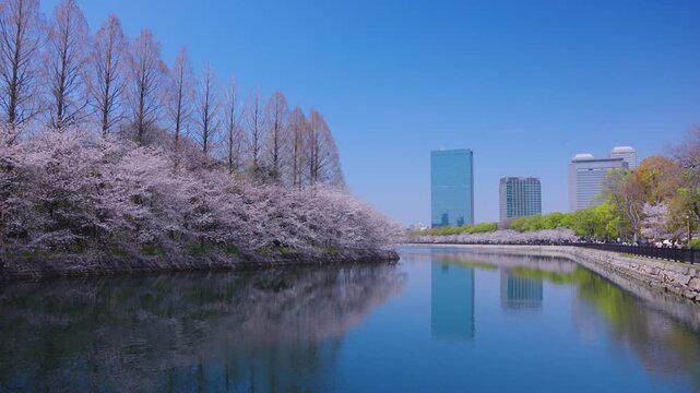 Sakura Grove Lining Osaka Castle Moat and Park, Reflection of City, Japan