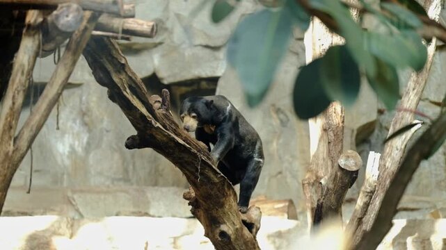 Asian black bear climbing a man made tree structure in the Berlin zoo