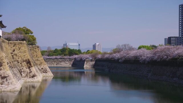 Sunny Spring Day in Osaka, Sakura Lining Castle Moat in Kansai Japan