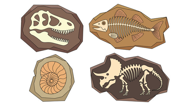 Cartoon fossil set, dinosaur skull, fish skeleton, ammonite shell, prehistoric paleontology elements, educational archaeology vector illustration.