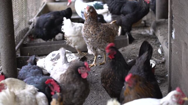 Chickens move around and peck on the ground in a farmyard. They search for food and interact with each other in the afternoon.