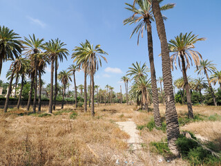 Fototapeta premium Sunny palm trees in a green park in Alicante, Spain