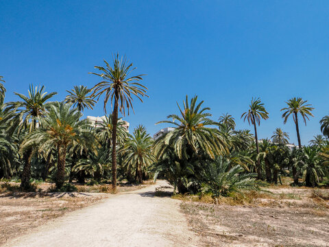 Sunny palm trees in a green park in Alicante, Spain