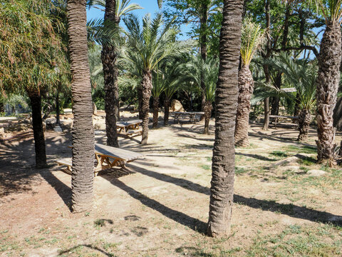 Sunny palm trees in a green park in Alicante, Spain