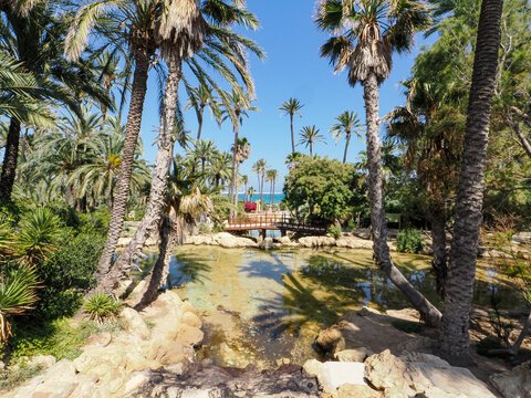 Sunny palm trees in a green park in Alicante, Spain