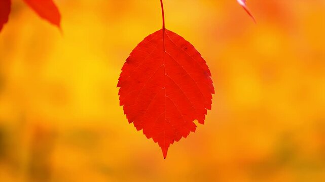 A single vibrant red leaf hanging gracefully against a soft blurred golden yellow autumn background