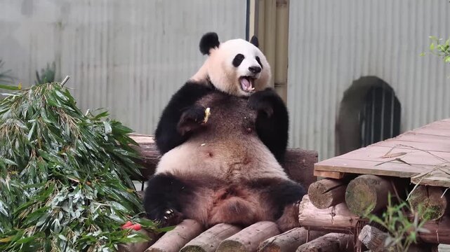 Female apnda, Liang Yue, eating Bamboo leaves, Chongqing , China