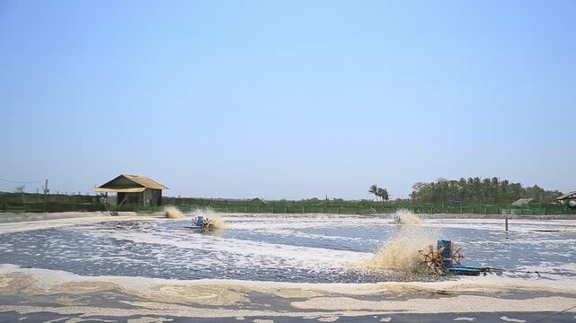 Wide Shot of Commercial Shrimp Cultivation Pond and Paddle Wheels