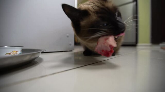 A cat finds and eats a piece of food on the floor inside a house during the afternoon. It moves around to nibble at the treat.