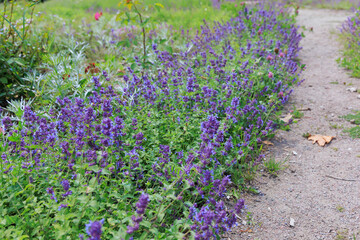 Obraz premium Salvia officinalis growing along a pathway in a garden during daytime
