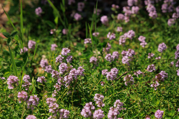 Obraz premium Field filled with small light Thymus purple flowers during a sunny day in spring