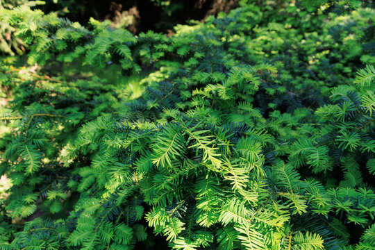 Close view of green leaves Taxus baccata in a forest during daylight hours in a natural outdoor setting