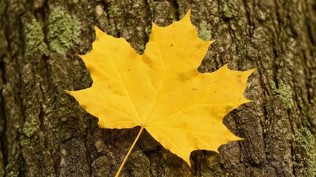 A single vibrant yellow maple leaf rests against the textured rough brown bark of a mature forest tree trunk