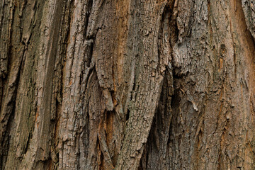 Fototapeta premium High resolution close up of tree bark texture showing details of age and natural patterns found in a forest setting