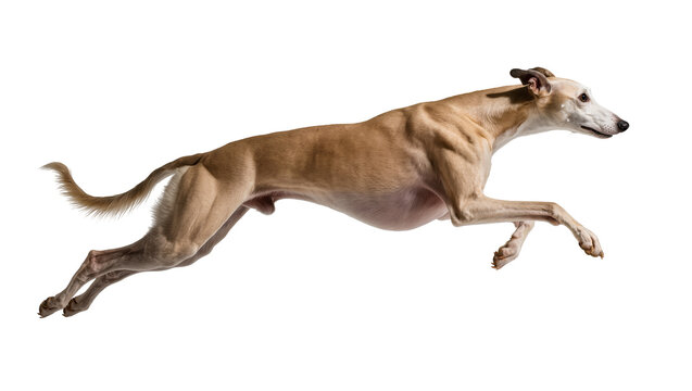 Light brown Whippet dog running with legs extended