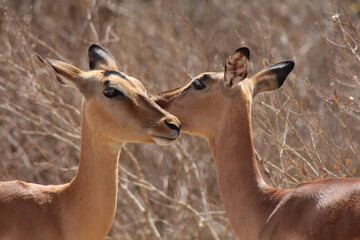 impala antelope in kruger national park © Ian