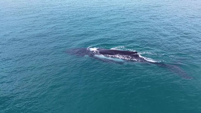 Humpback Whale Surfacing and Exhaling in Open Ocean