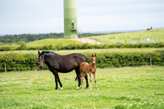 mares & foals, horse in field, equestrian, freedom, nature, animal, wildlife, outdoor
