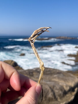 A close-up shot of a human hand holding a dried, skeletal bird leg with claws, set against a blurred backdrop of rough ocean waves and a rocky coastline under a clear blue sky.