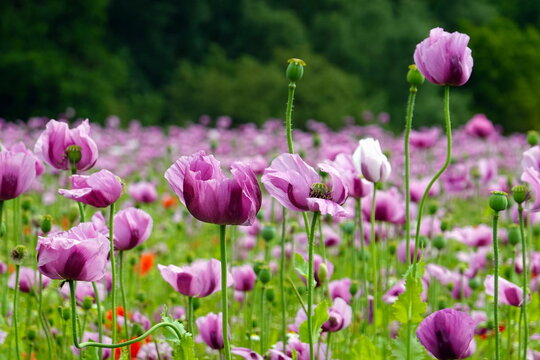 Feld mit rotem und violettem Klatschmohn