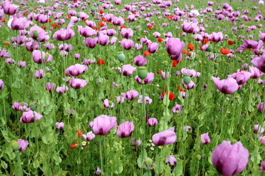 Feld mit rotem und violettem Klatschmohn