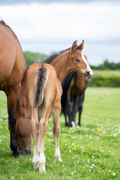 mares & foals, horse in field, equestrian, freedom, nature, animal, wildlife, outdoor